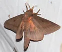 Pine Devil Moth - Hodges#7708 - photo 5