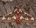 Splendid Royal Moth - Hodges#7707 - photo 3