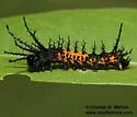 Splendid Royal Moth - Hodges#7707 - photo 4