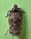 Cixidia brittoni