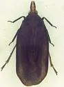 Cixidia colorata