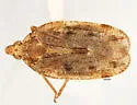 Cixidia confusa