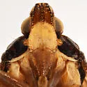 Cixidia confusa - photo 2
