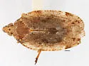 Cixidia confusa - photo 4