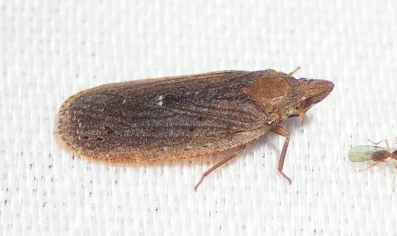 Cixidia fusca