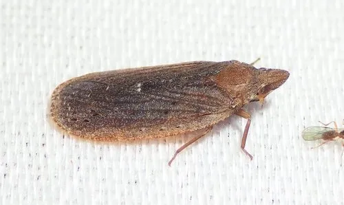 Cixidia fusca - photo 3