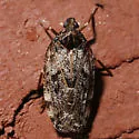 Cixidia fusiformis - photo 2