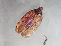Cixidia fusiformis - photo 3