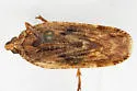 Cixidia manitobiana
