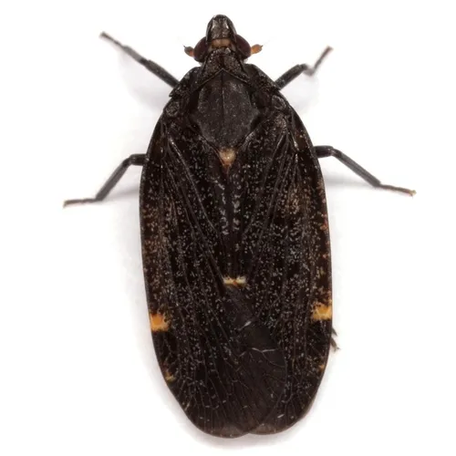 Cixidia opaca