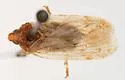 Cixidia pallida - photo 2