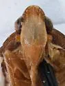 Cixidia pallida - photo 3