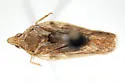 Cixidia pallida - photo 4