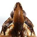 Cixidia pallida - photo 5