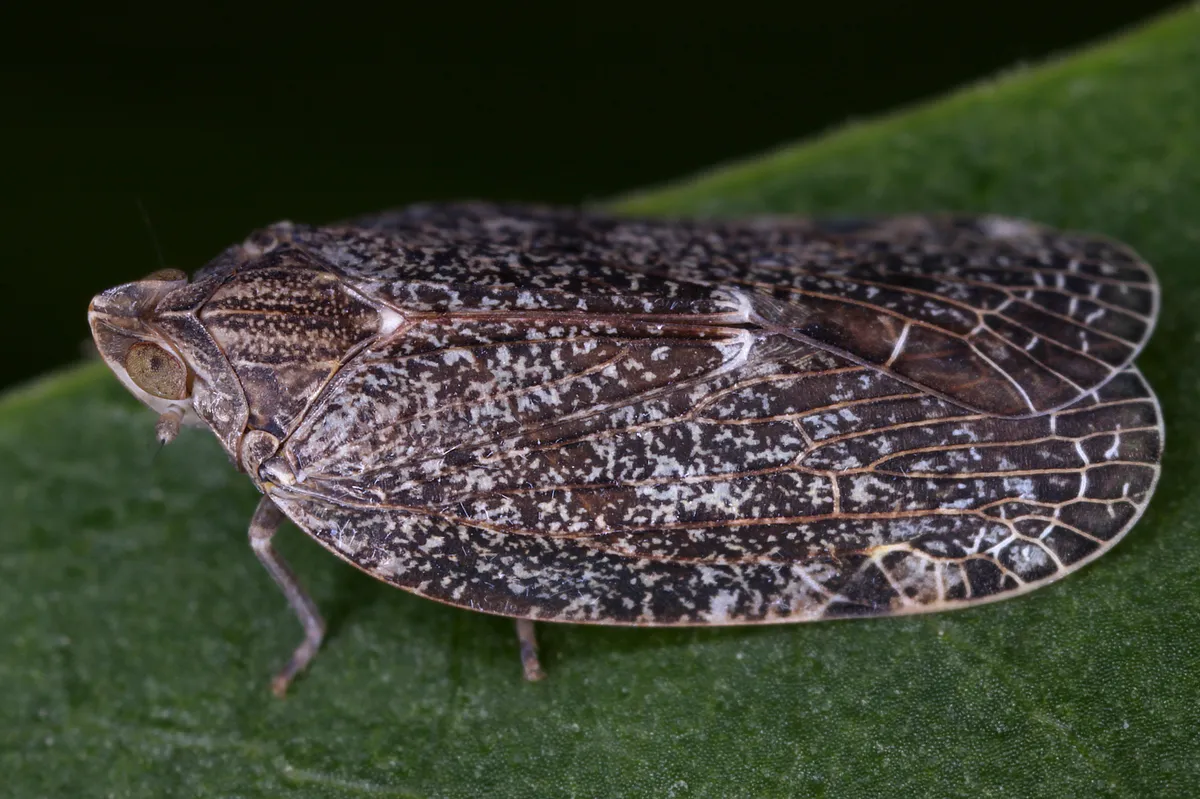 Cixidia pilatoi - photo 3