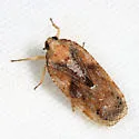 Cixidia septentrionalis