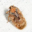 Cixidia septentrionalis - photo 2