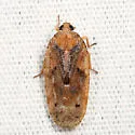 Cixidia septentrionalis - photo 3