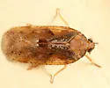 Cixidia septentrionalis - photo 4