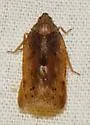 Cixidia septentrionalis - photo 5