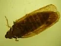 Cixidia slossonae