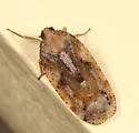 Cixidia slossonae - photo 3