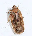 Cixidia variegata - photo 2