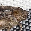 Cixidia variegata - photo 3