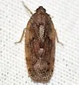 Cixidia variegata - photo 4
