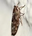 Cixidia variegata - photo 5
