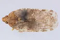 Cixidia woodworthi