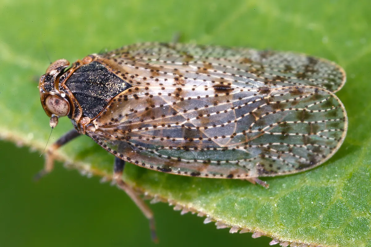 Cixiid Planthoppers - photo 2