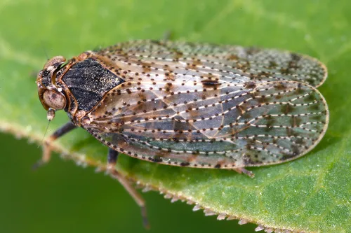 Cixiid Planthoppers - photo 3