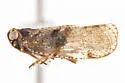 Cixius angustatus