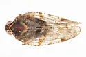 Cixius angustatus - photo 2