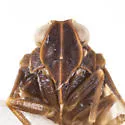 Cixius angustatus - photo 3