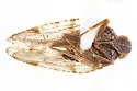 Cixius angustatus - photo 4