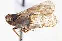 Cixius angustatus - photo 5