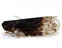 Cixius apicalis