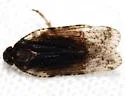Cixius apicalis - photo 2