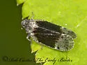 Cixius apicalis - photo 3