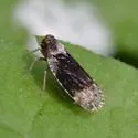 Cixius apicalis - photo 4