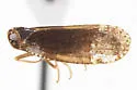 Cixius apicalis - photo 5
