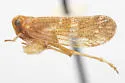 Cixius balli