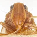 Cixius balli - photo 3