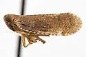 Cixius caldwelli