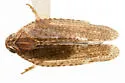 Cixius caldwelli - photo 2