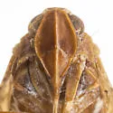 Cixius caldwelli - photo 3