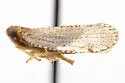Cixius caldwelli - photo 4