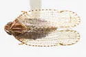 Cixius caldwelli - photo 5